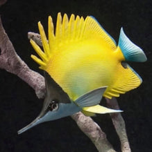 Load image into Gallery viewer, Longnose Butterflyfish-Video Seminar