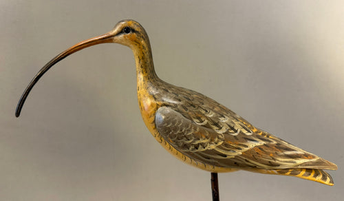 Long-billed curlew