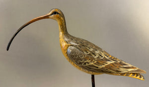 Long-billed curlew