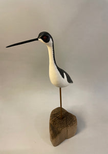 Black-necked Stilt