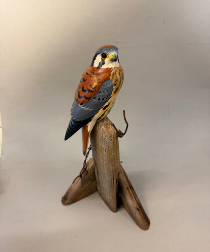 American Kestrel