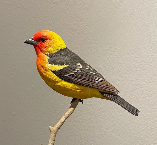 Western Tanager-Video Seminar