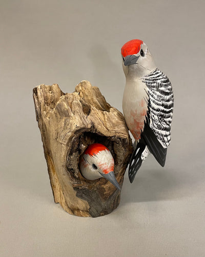 Red-bellied woodpecker (pair)