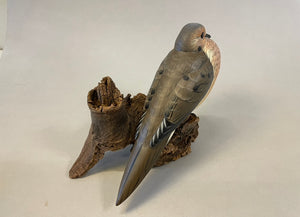 Mourning Dove