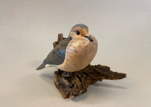 Mourning Dove