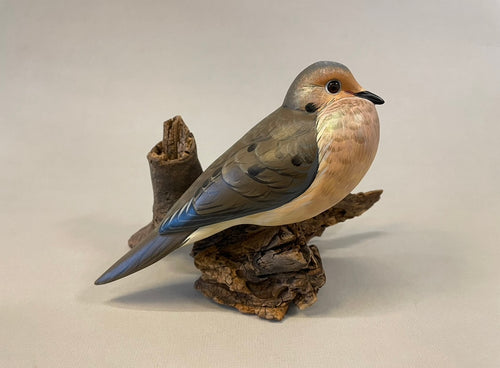 Mourning Dove