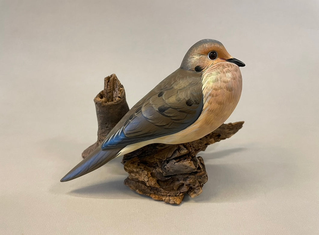 Mourning Dove