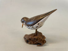 Load image into Gallery viewer, Spotted sandpiper