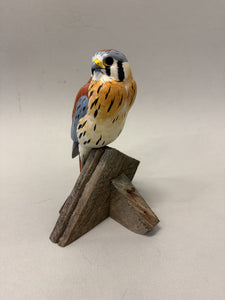 American Kestrel