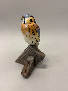 American Kestrel