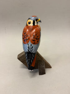 American Kestrel