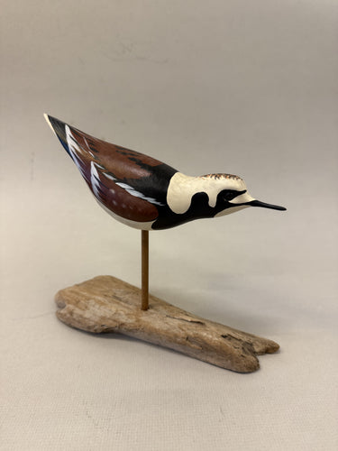 Ruddy Turnstone