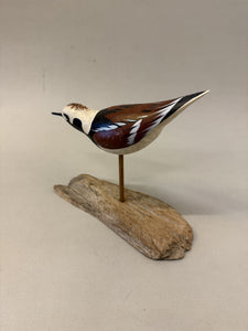 Ruddy Turnstone