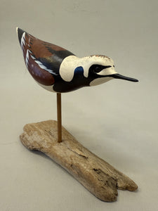 Ruddy Turnstone