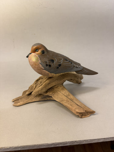 Mourning Dove (sleepy)