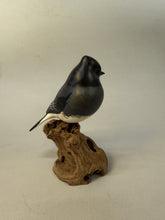 Load image into Gallery viewer, Black Phoebe