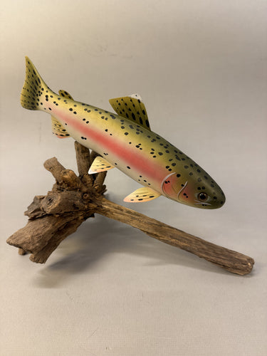 Rainbow Trout (large- 12 in)