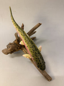 Rainbow Trout (large- 12 in)