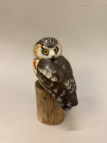 Saw-whet Owl