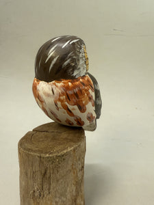 Saw-whet Owl
