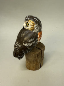 Saw-whet Owl