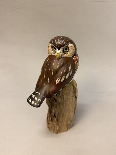 Pygmy Owl