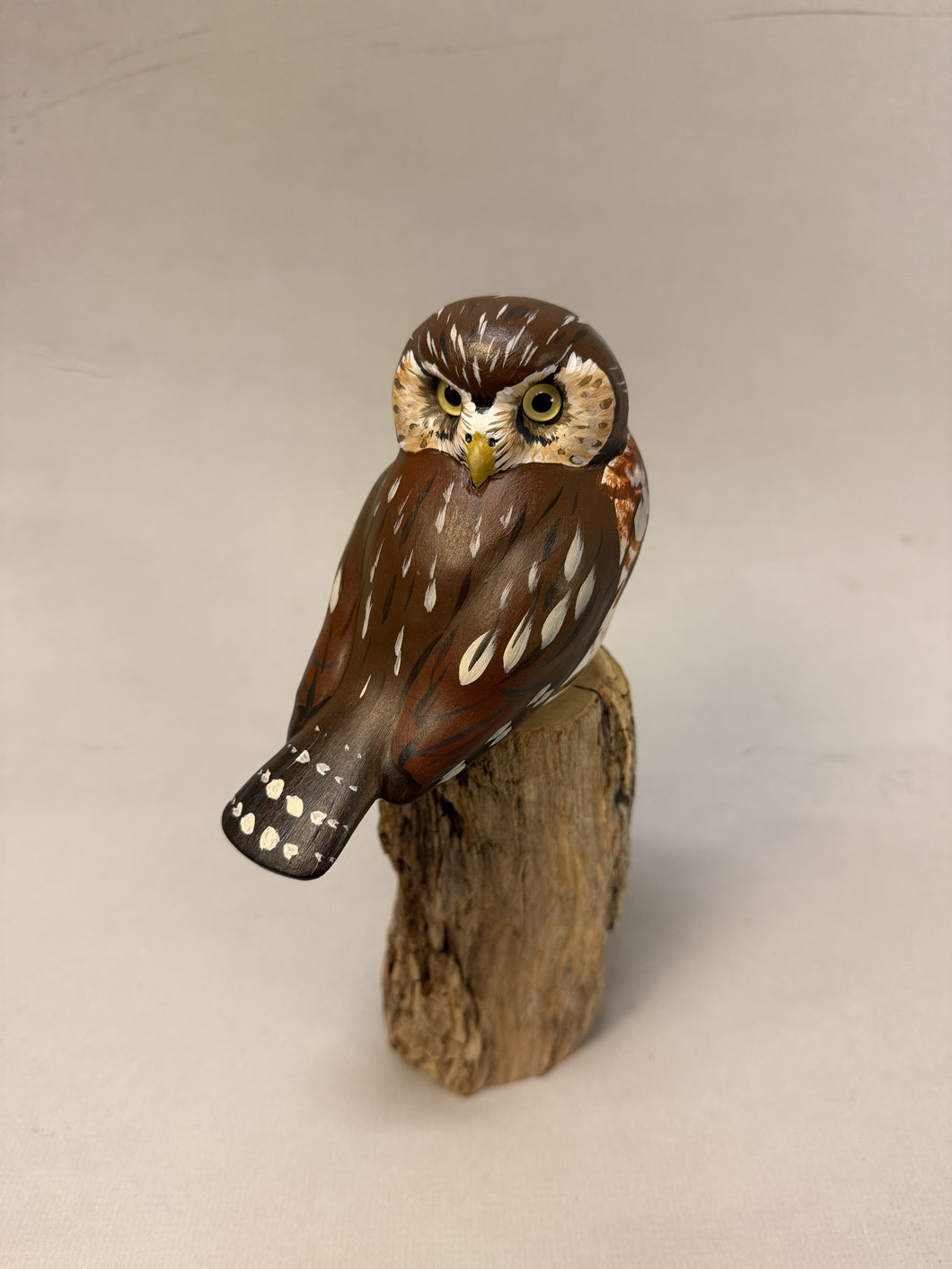 Pygmy Owl