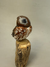 Load image into Gallery viewer, Pygmy Owl
