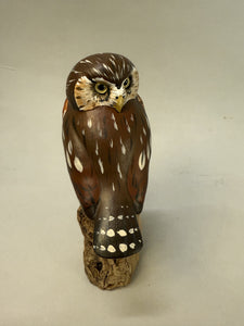 Pygmy Owl