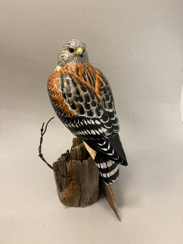 Red Shouldered Hawk