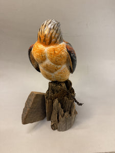 Red Shouldered Hawk