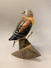 Load image into Gallery viewer, Red Shouldered Hawk