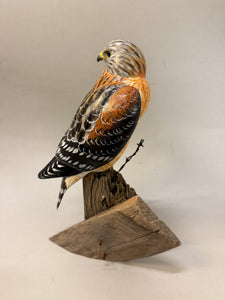 Red Shouldered Hawk