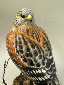 Red Shouldered Hawk