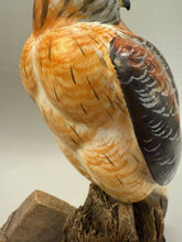 Load image into Gallery viewer, Red Shouldered Hawk