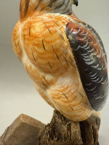 Red Shouldered Hawk