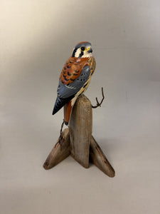 American Kestrel(smoothie)-video seminar