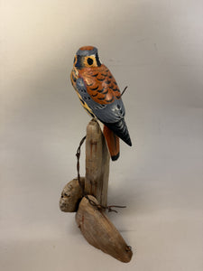 American Kestrel