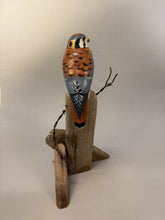 Load image into Gallery viewer, American Kestrel(smoothie)-video seminar