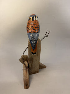 American Kestrel(smoothie)-video seminar