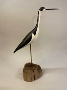 Black-necked Stilt