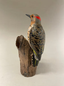 Northern Flicker
