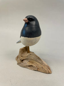 Junco