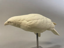 Load image into Gallery viewer, Harris Hawk 1/2 scale Cast (2023)