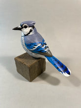 Load image into Gallery viewer, Bluejay
