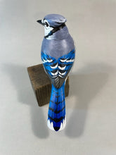 Load image into Gallery viewer, Bluejay