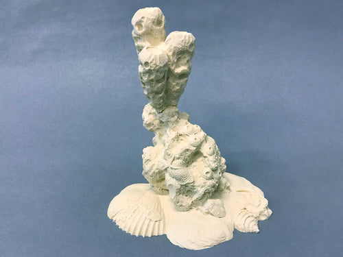 Caribbean Coral Cast