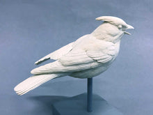 Load image into Gallery viewer, Cedar Waxwing Open-winged (2-piece) Cast