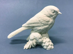 Black-capped Chickadee on Pine Cast