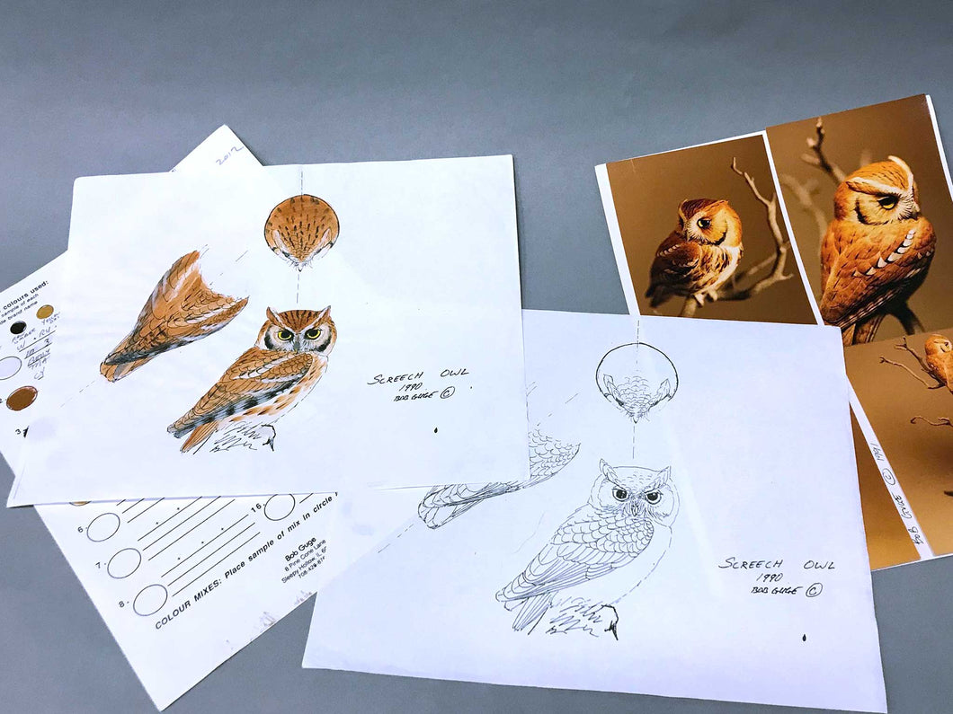 Northern Pygmy Owl Packet (2019)